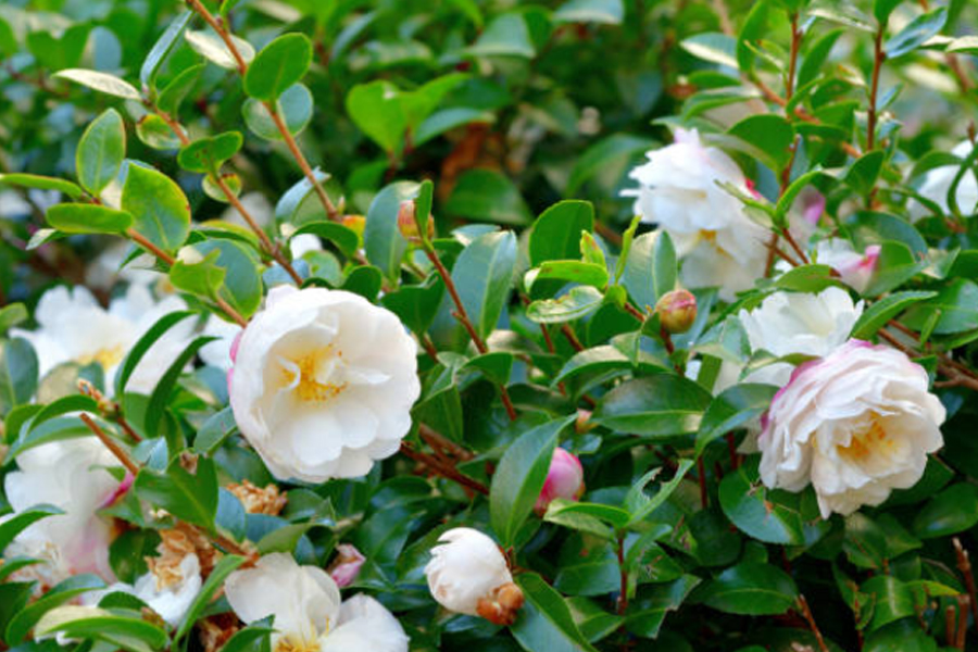 均界超高压微射流技术：破解山茶花脂质体传统生产三大痛点